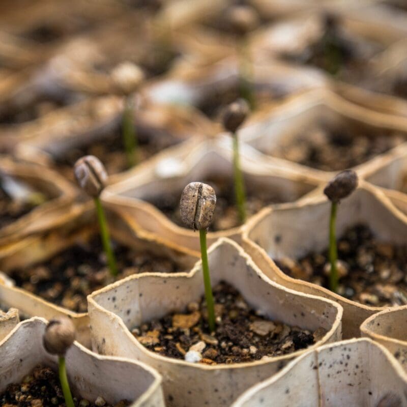 coffee_plants-scaled