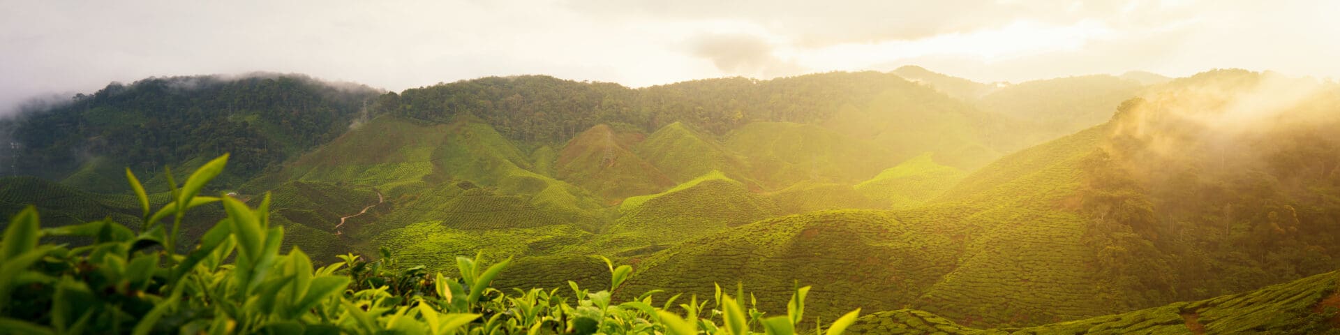 Amazing Malaysia landscape. View of tea plantation in sunset/sunrise time in in Cameron highlands, Malaysia. Nature background with foggy.