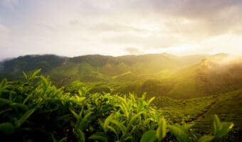 Amazing Malaysia landscape. View of tea plantation in sunset/sunrise time in in Cameron highlands, Malaysia. Nature background with foggy.