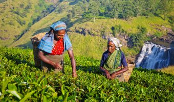 Sri Lankan Women Picking Tea Leaves Concept